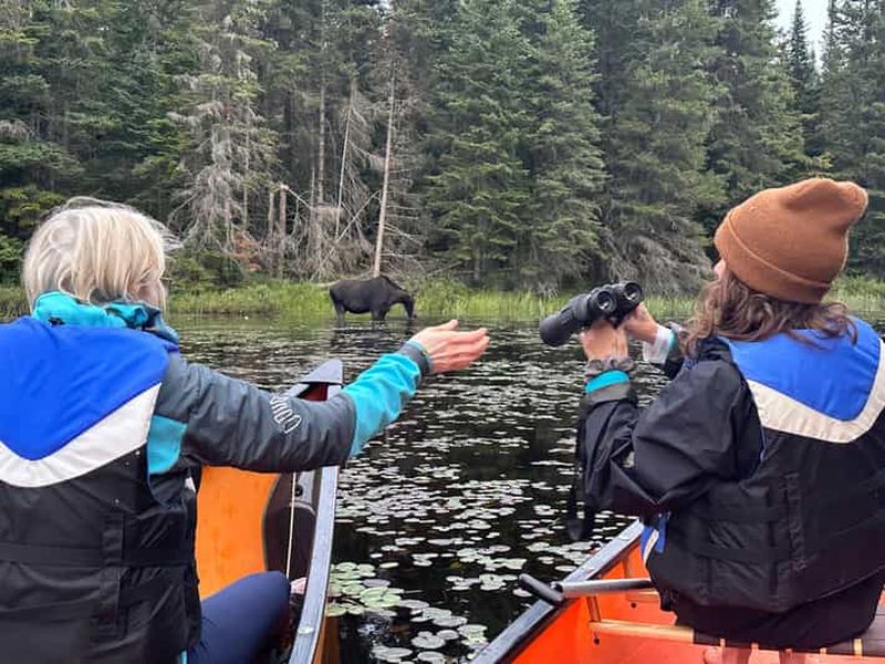 Billet Visite d'une journée au parc Algonquin : aventure en canoë