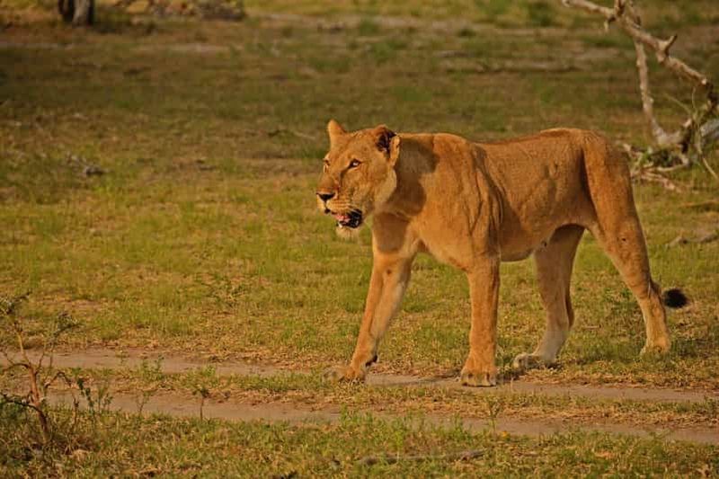 Billet Arusha : Safari en montgolfière de 3 jours dans le Serengeti et vols