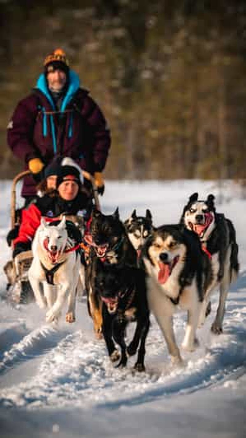 Billet Rovaniemi : 4-5 km en traîneau à huskies à travers la forêt