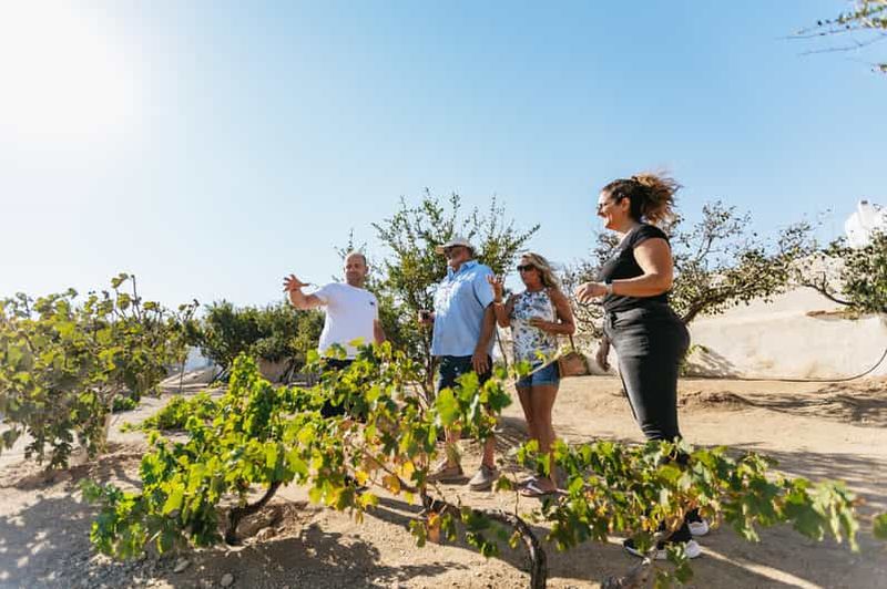 Billet Mykonos : Expérience dans un vignoble avec dégustation de mets et de vins