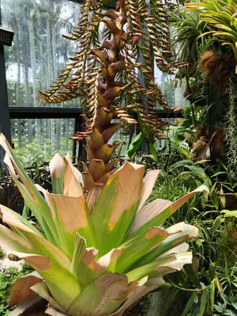 Billet Bogotá : visite du Tropicarium et du jardin botanique