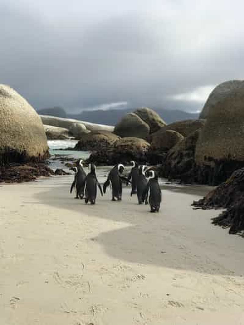 Billet Le Cap : visite d'une demi-journée à Boulders Beach et à la rencontre des pingouins