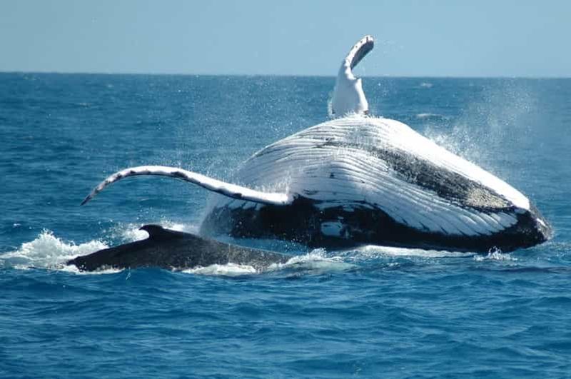 Billet Au départ de Punta Cana : Excursion d'une journée pour observer les baleines du sanctuaire