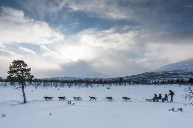 Billet Au départ d'Abisko : excursion en traîneau à chiens à Kiruna avec pause fika