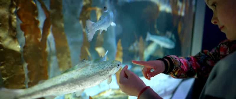 Billet Tromsø : Visite guidée de Polaria