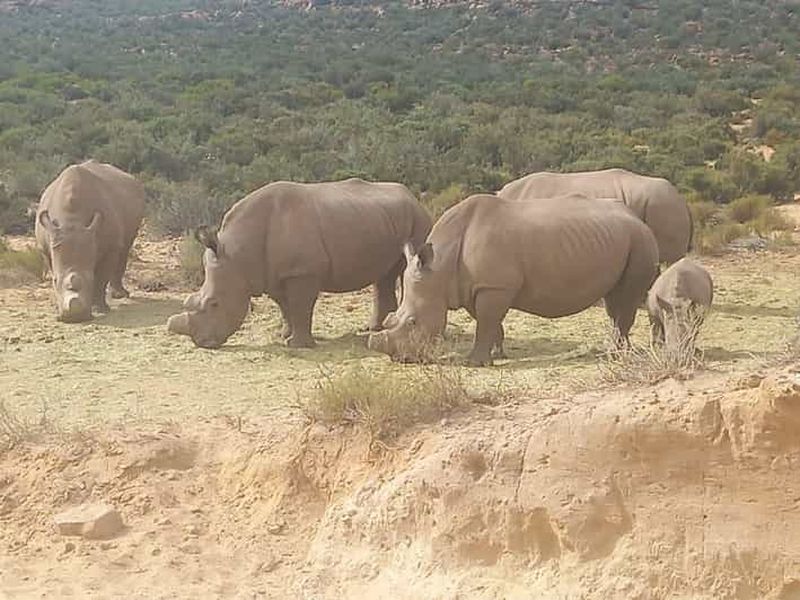 Billet Le Cap : safari au coucher du soleil dans la réserve d'Aquila