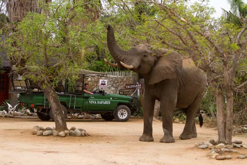 Billet Johannesburg : Safari classique de 4 jours dans le parc national Kruger