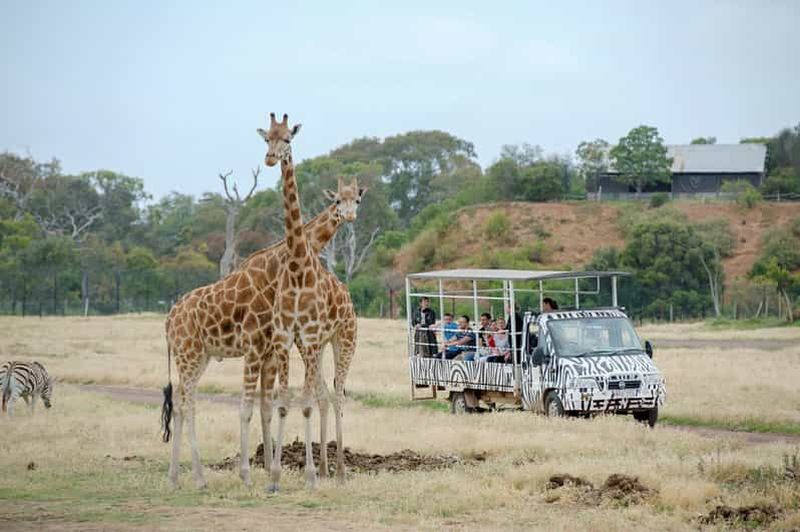 Billet Werribee Open Range Zoo : billet d'entrée