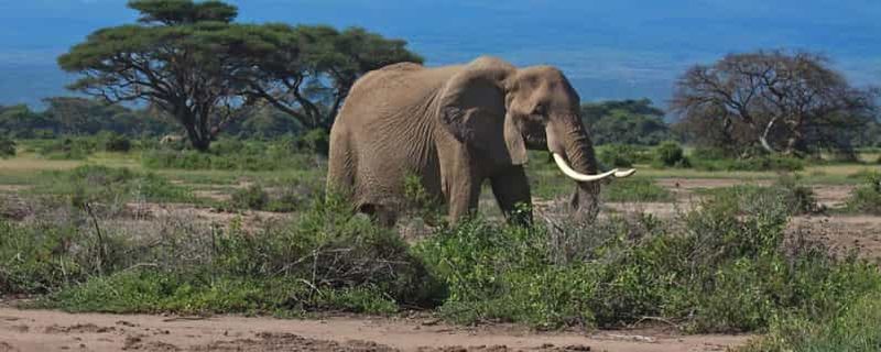 Billet Zanzibar : 2 jours de safari dans le parc national du Serengeti