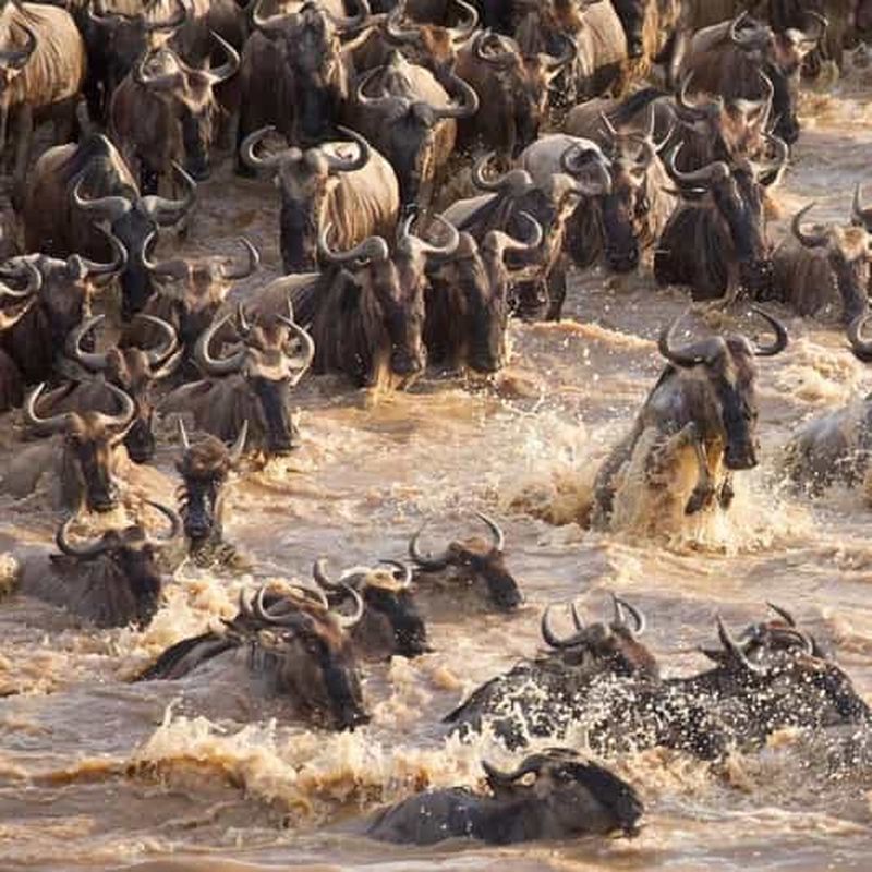 Billet 7 JOURS D'EXPLORATION DE LA BEAUTÉ DE LA TANZANIE