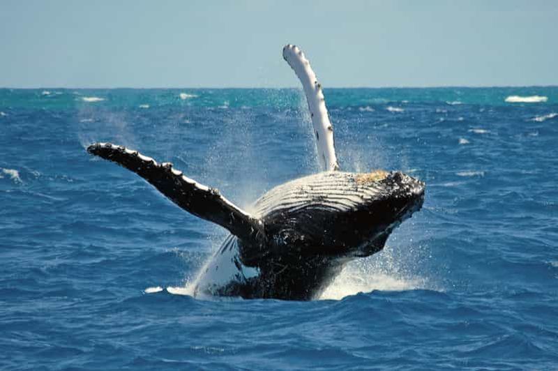 Billet Observation de baleines et excursion en Jeep sur l'île de Terceira