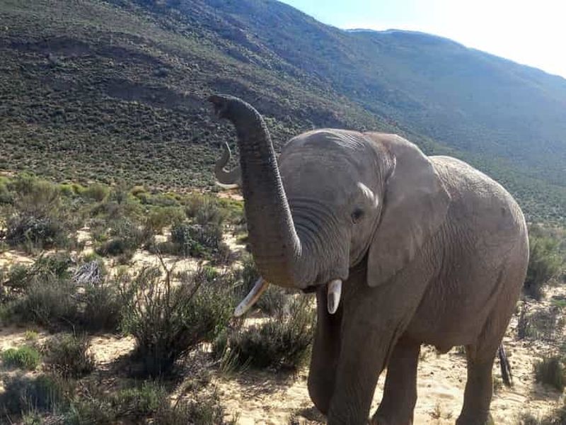 Billet Au départ du Cap : safari au coucher du soleil dans la réserve d'Aquila