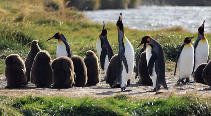 Billet Punta Arenas : Parc des manchots royaux et excursion en Terre de Feu