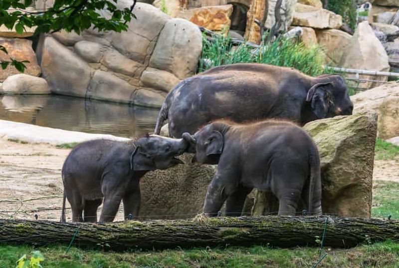 Billet Billets d'entrée au zoo de Prague et transferts privés