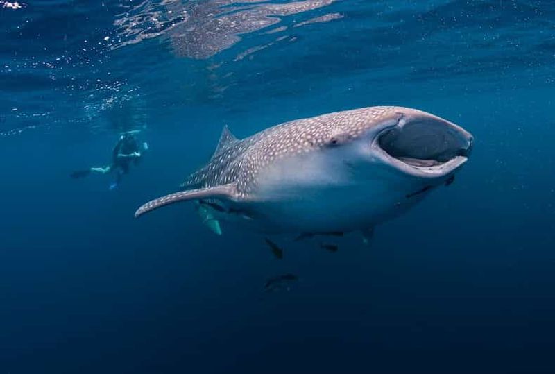 Billet Cebu : rencontre avec les requins-baleines, banc de sable de Sumilon et chutes de Tumalog