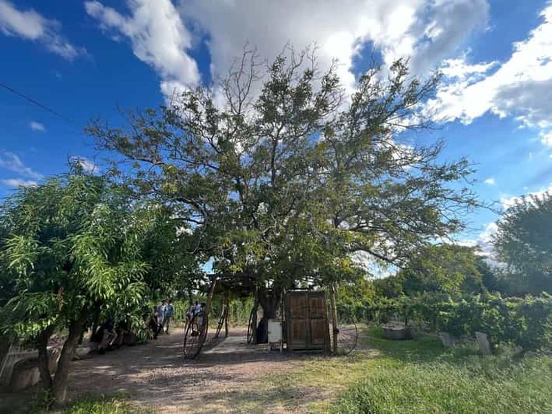 Billet Au départ de Mendoza : 3 vignobles, visite et dégustation d'une usine d'huile d'olive