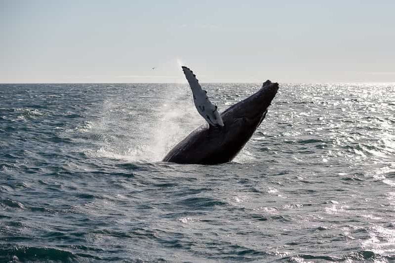 Billet Depuis Reykjavik : Observation des baleines