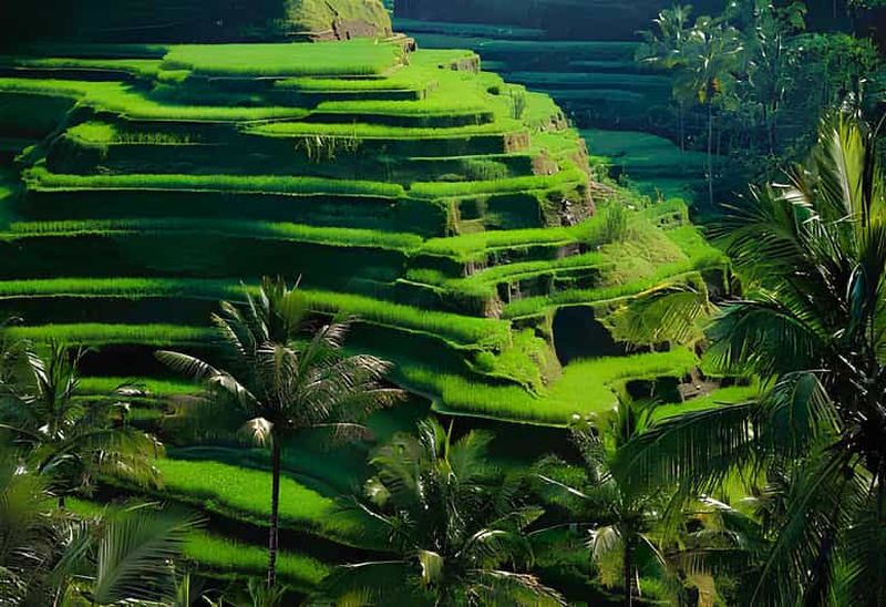 Billet Bali : forêt des singes d'Ubud, rizières, temples et cascade