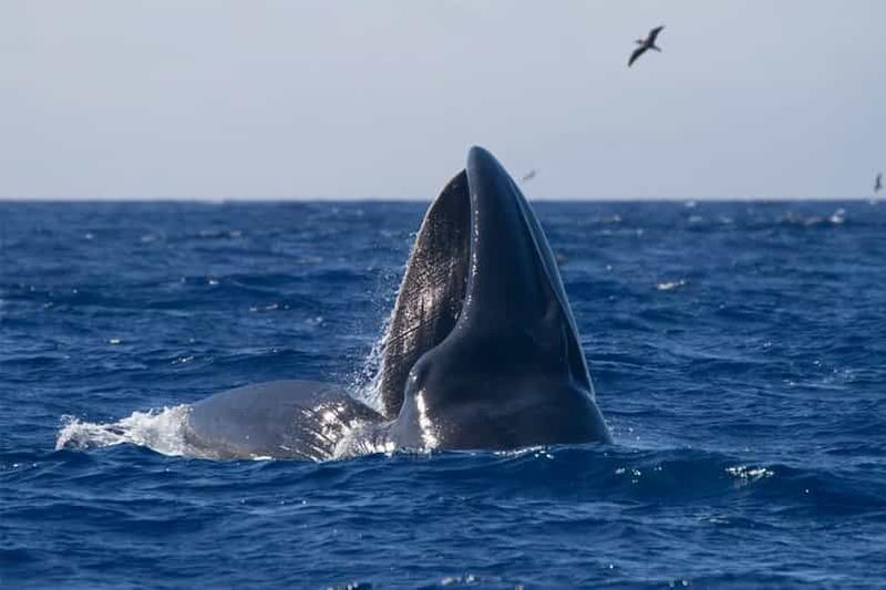 Billet Île de Faial : observation des baleines et des dauphins depuis Horta