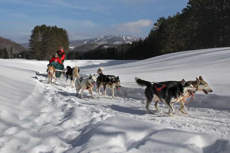 Billet Mont-Tremblant : visite guidée en traîneau à chiens avec chocolat chaud