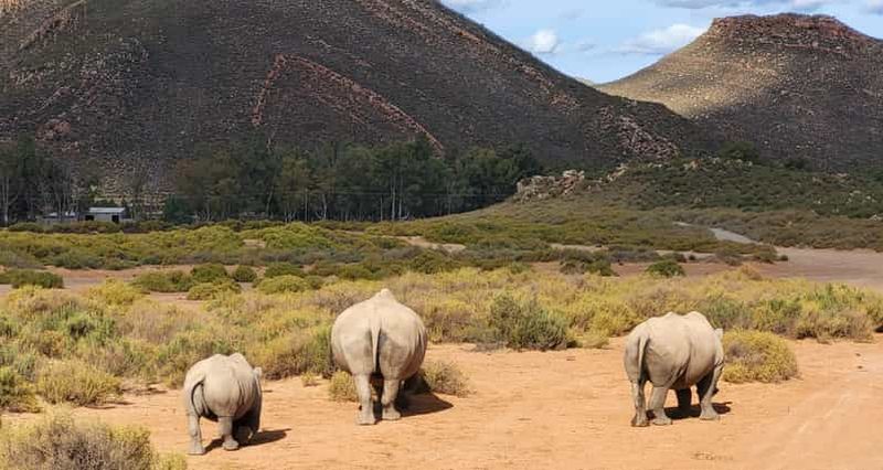 Billet Le Cap : safari dans la réserve animalière Aquila avec buffet et prise en charge