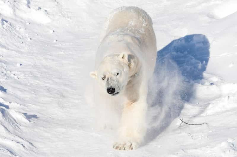 Billet Ranua : Billet d'entrée au parc animalier