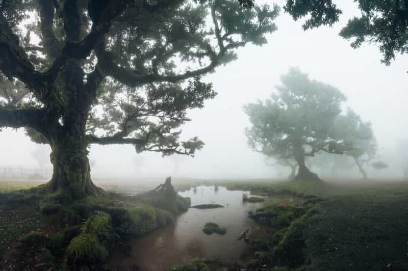 Billet Funchal : randonnée PR13 Vereda do Fanal avec transferts