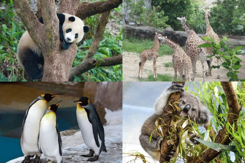 Billet Taipei : billet combiné pour la télécabine de Maokong et le zoo, avec train