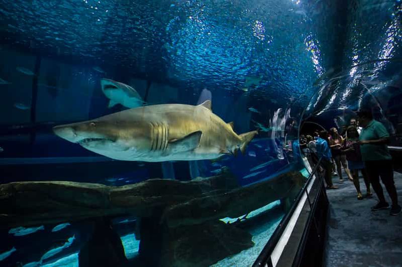 Billet Rio: visite du boulevard olympique, d'AquaRio et du musée de demain