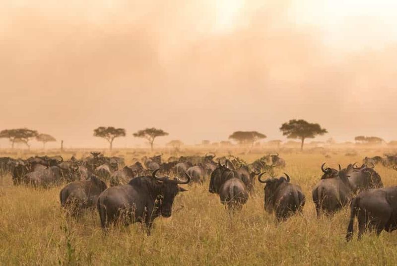 Billet Tanzanie : 7 jours de safari de luxe