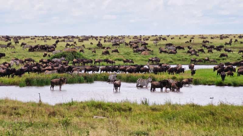 Billet Arusha : 9 jours de safari aller-retour Multi-Park Flexible Migration