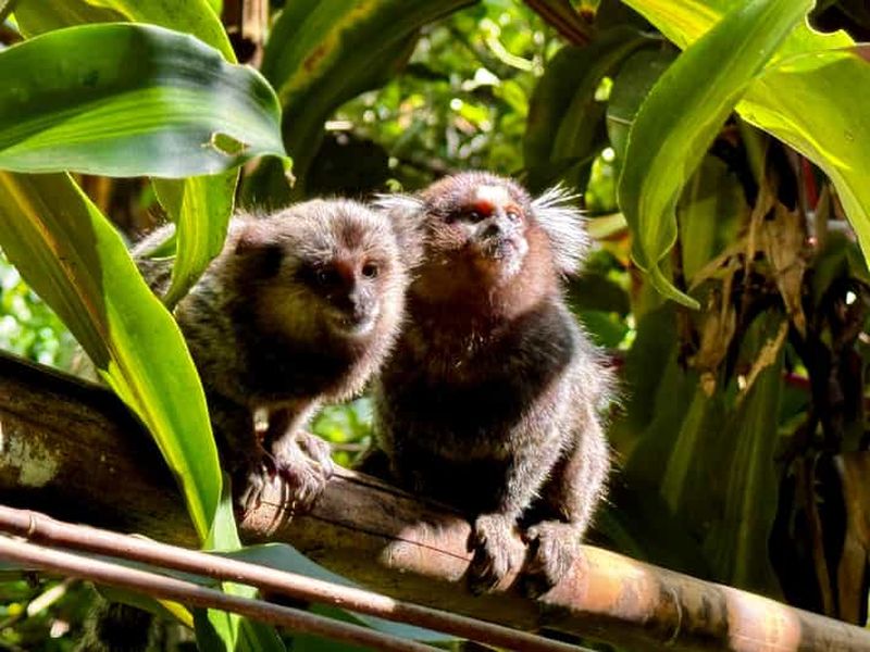Billet Rio de Janeiro : randonnée dans les cascades et grottes de la forêt de Tijuca