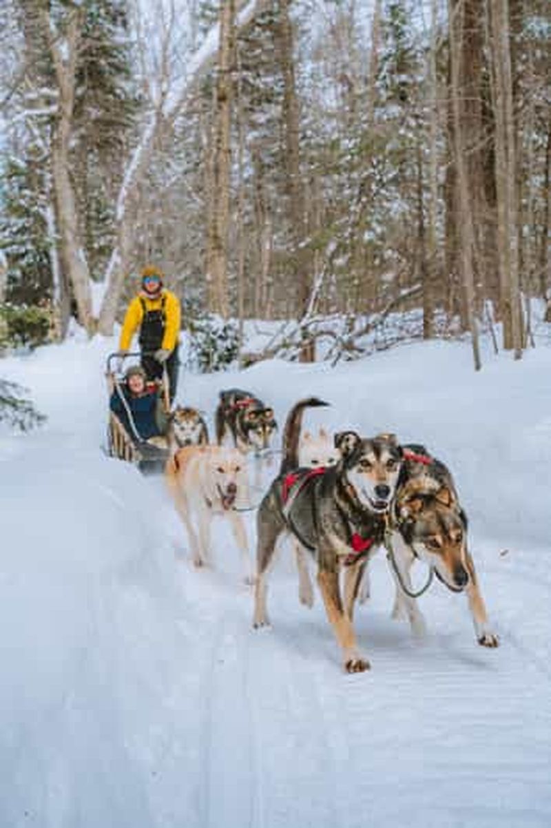 Billet Traîneau à chiens dans les Hautes-Laurentides, près de Mont-Tremblant