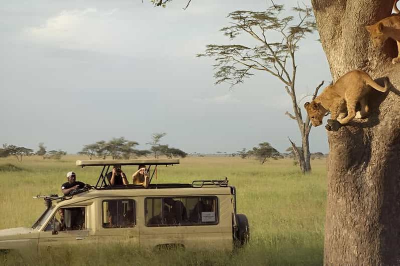 Billet Safari découverte de 6 jours en Tanzanie