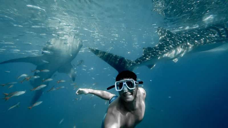 Billet Cebu City : Nager avec des requins-baleines et faire du canyoning dans les chutes de Kawasan