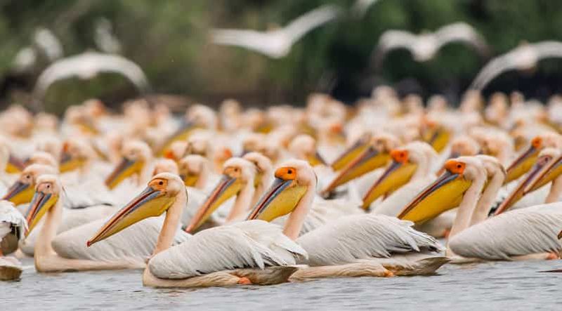 Billet Excursion photo de 5 jours pour observer les oiseaux du delta du Danube