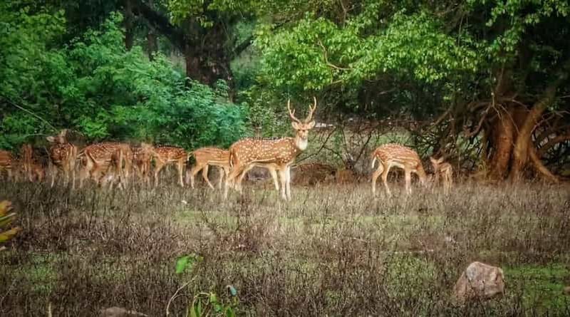 Billet Grottes sacrées et escapade verte : grottes bouddhistes de Kanheri et SGNP
