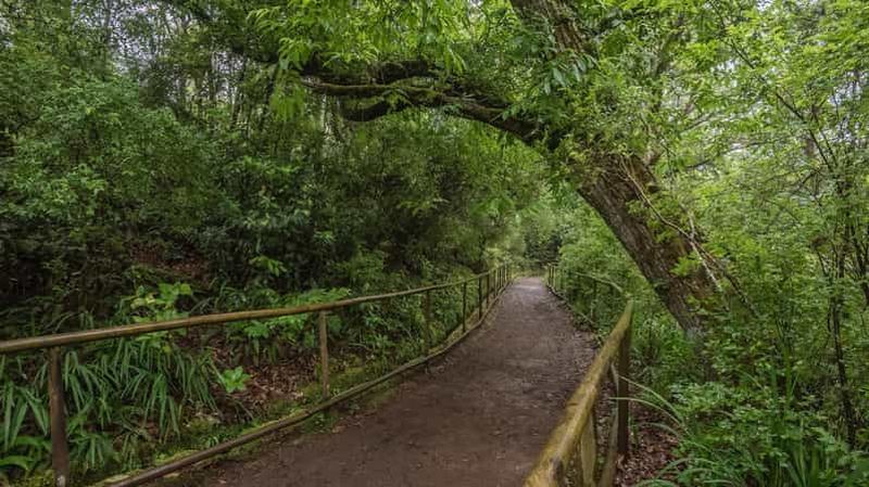 Billet Caldeirão Verde : transfert pour la randonnée de la Levada Caldeirao Verde