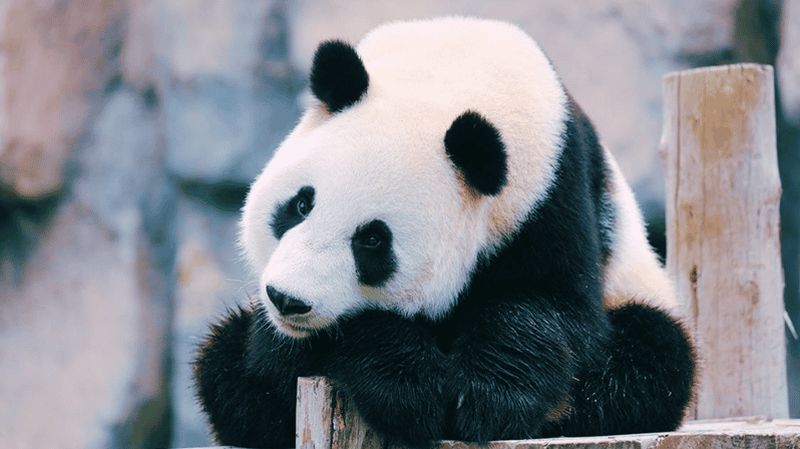Billet Shanghai : Billet pour le parc des animaux sauvages