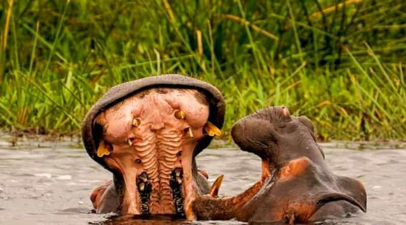 Billet Schotia Safaris : Les meilleures rencontres avec la faune à Port Elizabeth