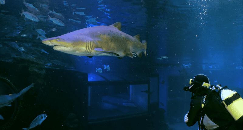 Billet Palma de Mallorca : Plongée avec les requins à l'aquarium de Palma