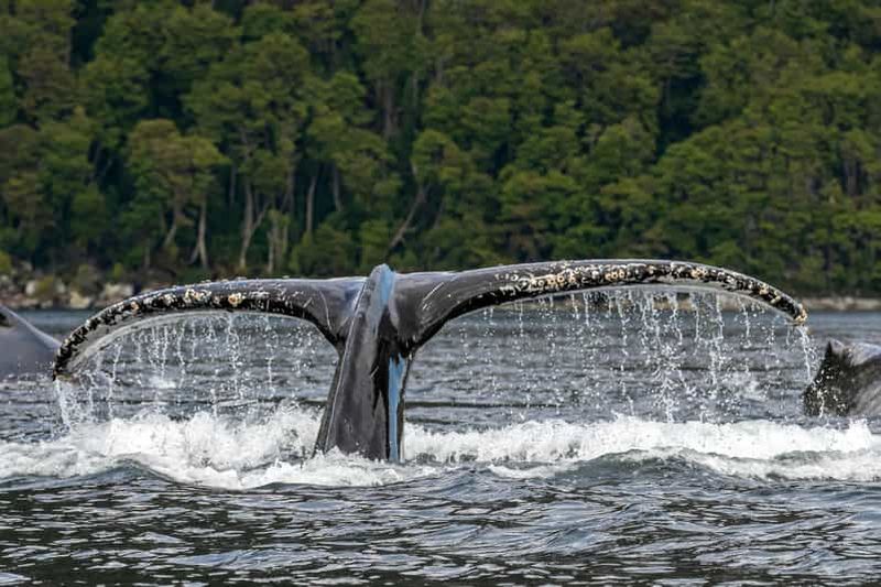 Billet Punta Arenas : Visite d'une jounée des baleines, des pingouins et des glaciers