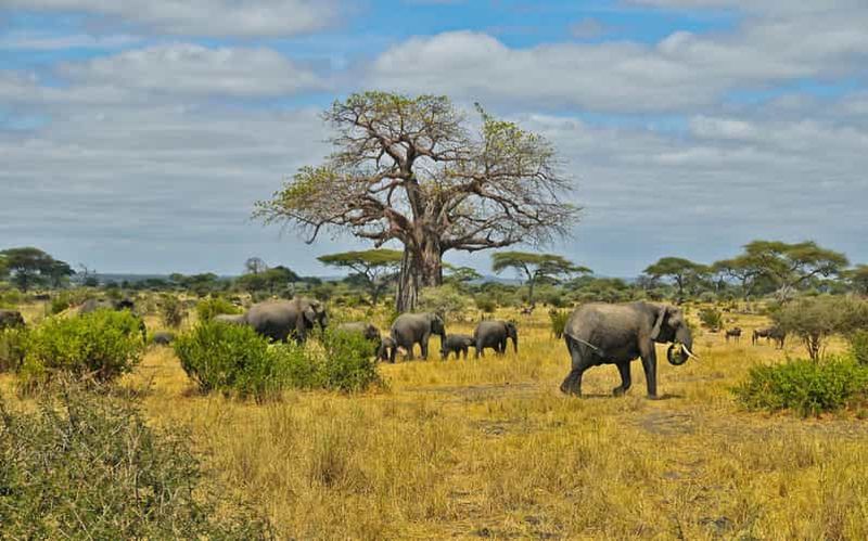 Billet Journée complète de safari dans le Moremi au départ de Maun