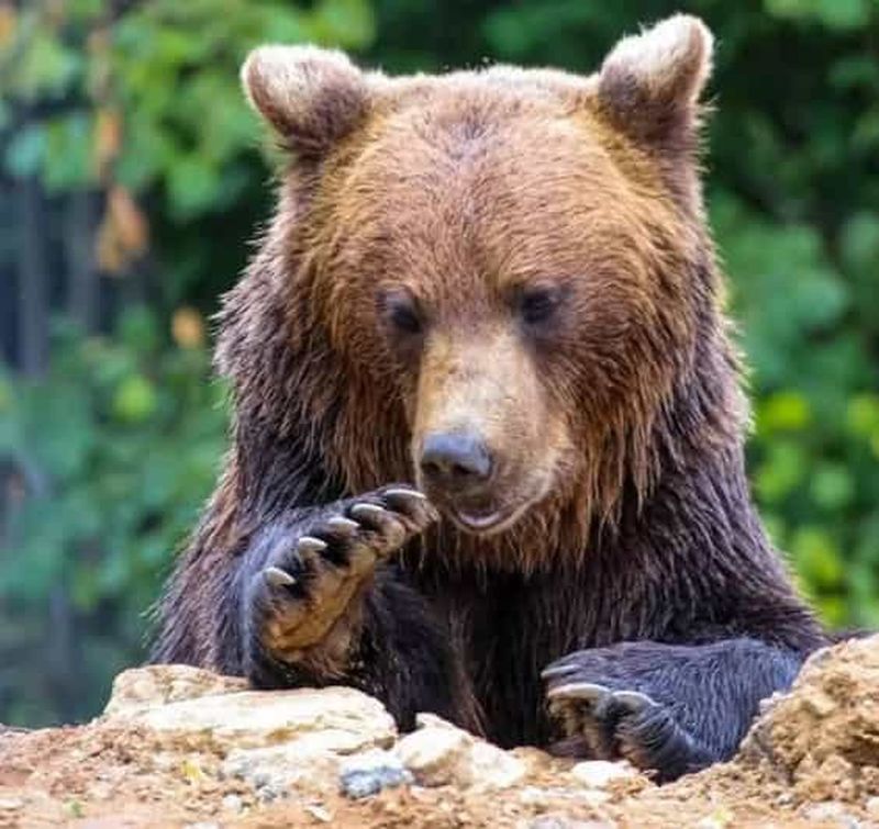 Billet Vallée de la grotte, forteresse de Râșnov, château de Bran et sanctuaire des ours