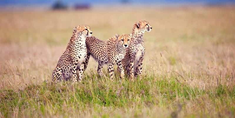 Billet Arusha : safari de 3 jours en lune de miel dans le parc national du Serengeti