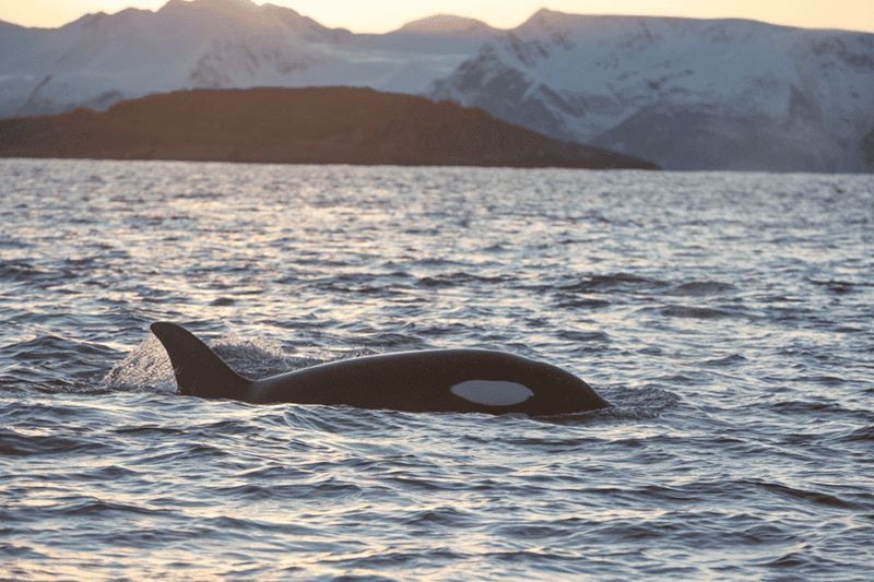 Billet Tromsø : croisière responsable d'observation de baleines à bord du MS Alba