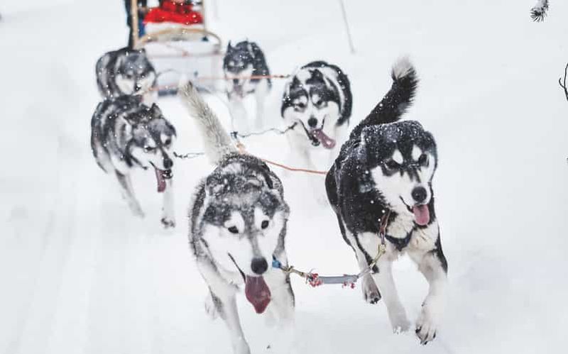 Billet Rovaniemi : balade en traîneau à huskies et visite de la ferme