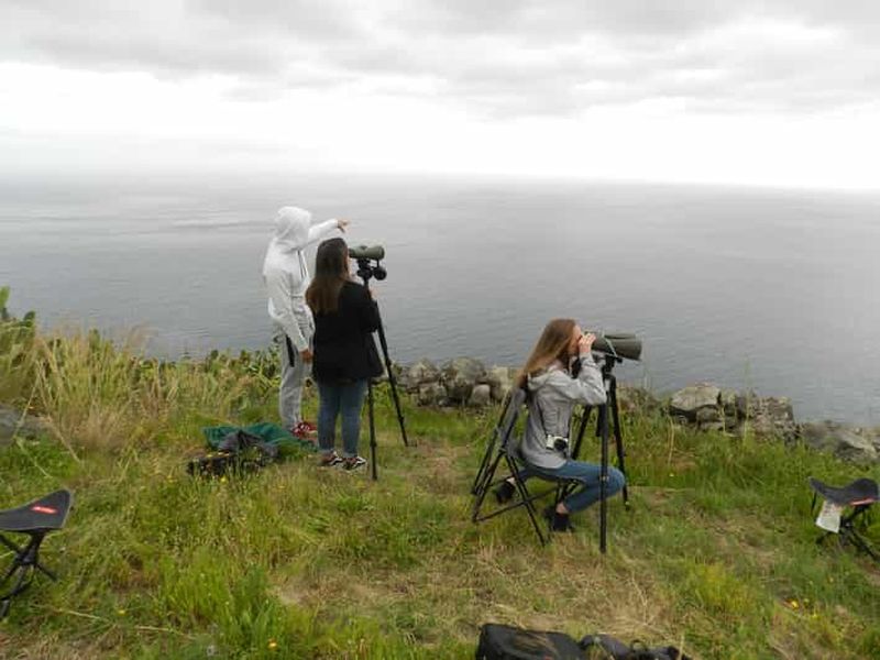 Billet Madère : observation de baleines avec jumelles