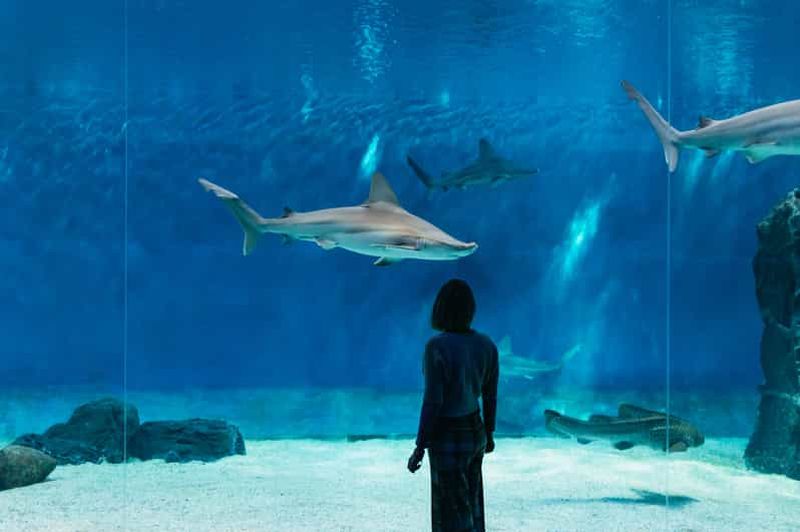 Billet Gênes : Aquarium de Gênes avec déjeuner