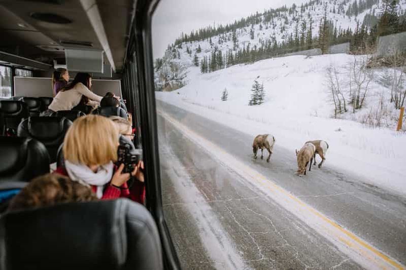 Billet Jasper : Visite en bus de la faune hivernale dans le parc national Jasper